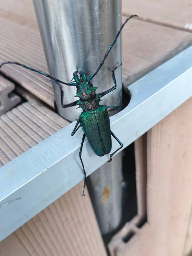 Pereira Urban Wildlife Spot - Image 1