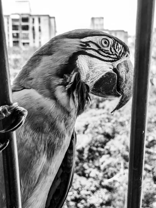 Chacao Macaw Balcony - Image 1