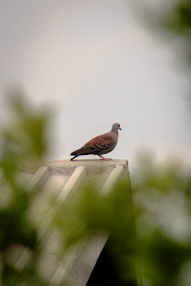 Speckled Pigeon Garden View - Image 1