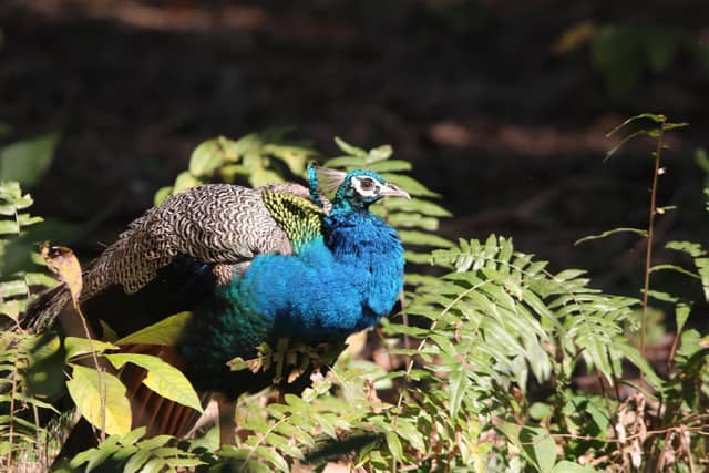 Himalayan Zoological Park - Image 1