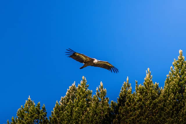 Vercors Regional Natural Park Wildlife Overlook - Image 1