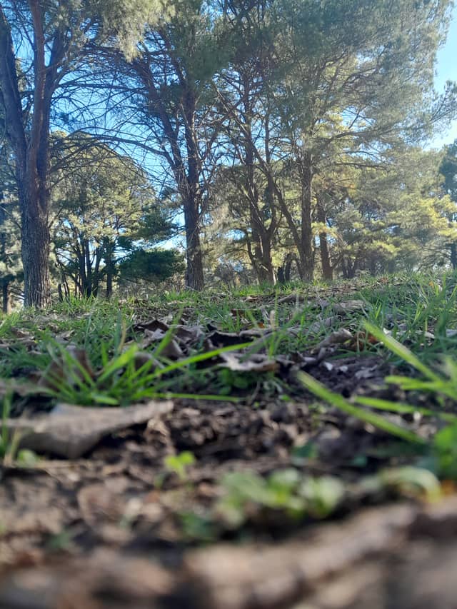 Parque Lacunario Woodland - Image 1