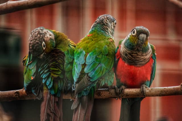 Erfurt Parrot Enclosure - Image 1