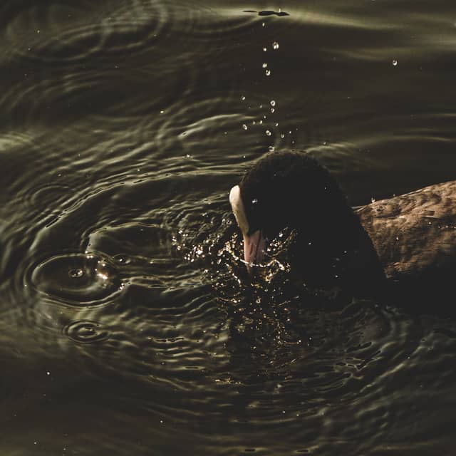 Sefton Park Boating Lake - Image 1