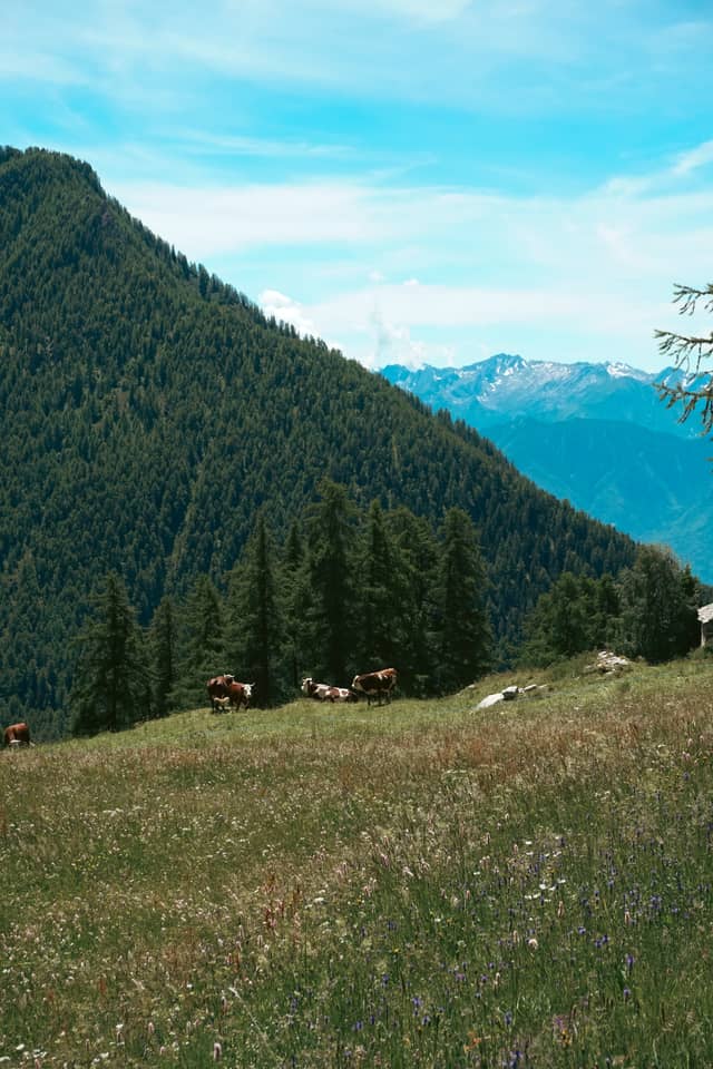 Brusson Alpine Meadows - Image 1