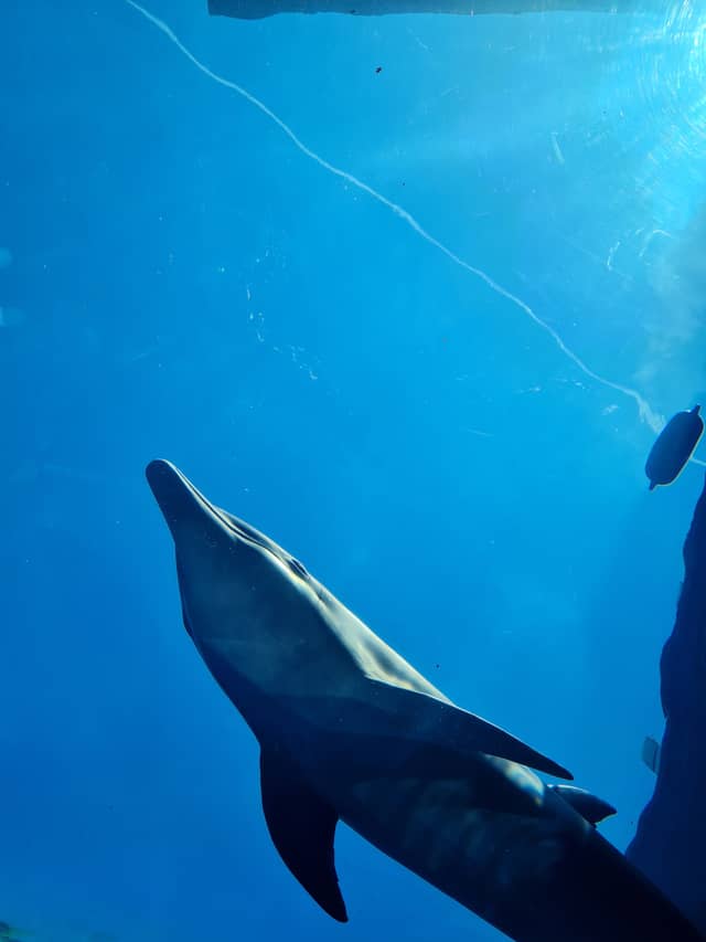 Acquario di Genova - Image 1