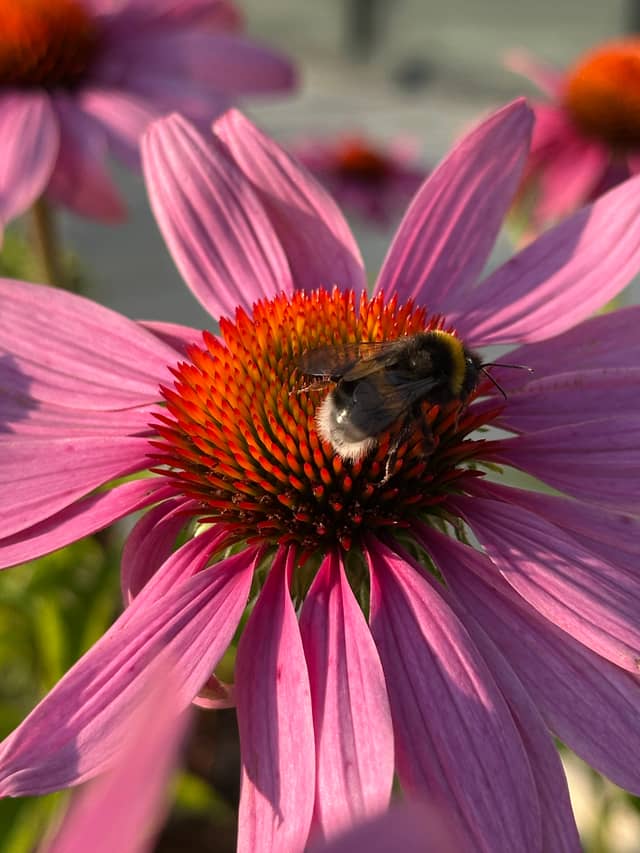 Echinacea Garden in Włochy - Image 1