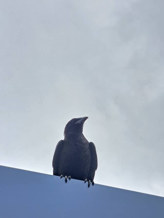 Urban Crow Perch in Emmen - Image 1