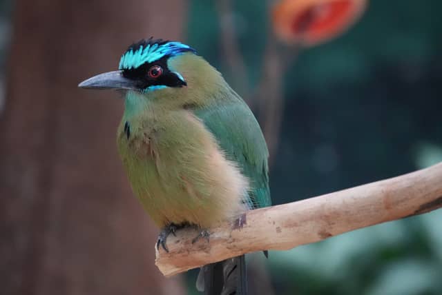 Brookfield Zoo - Image 1
