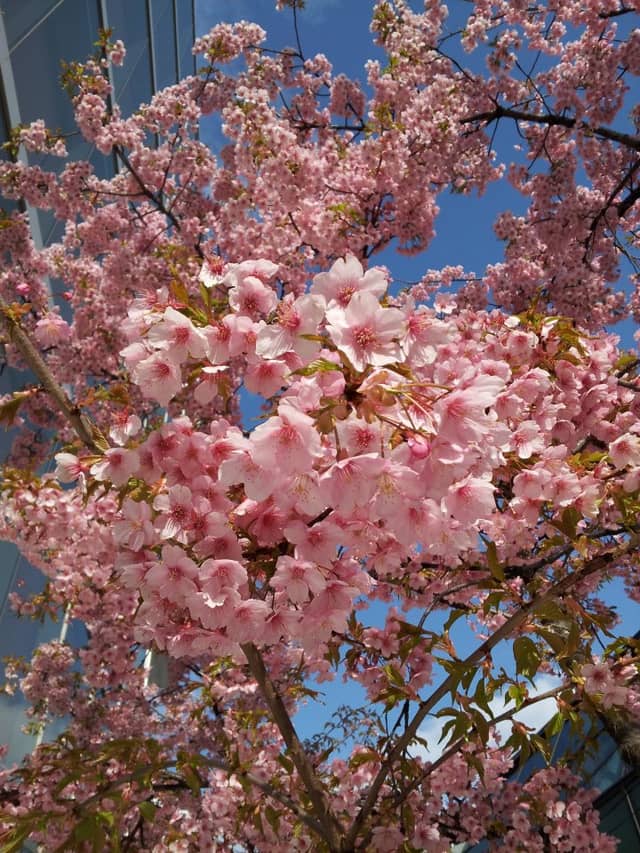 Downtown Plainfield Spring Blooms - Image 1