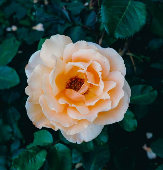 International Rose Test Garden - Image 1