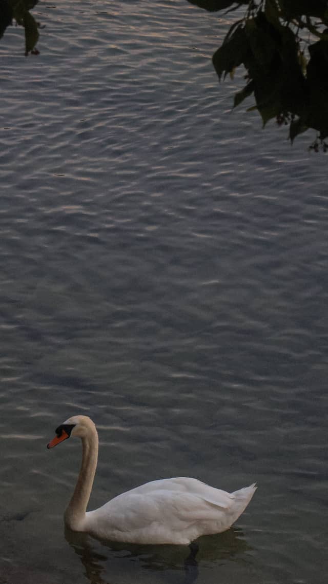 Lake Constance Shoreline, Bregenz - Image 1