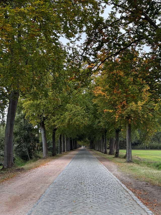 Cobblestone Tree Allée of Retie - Image 1