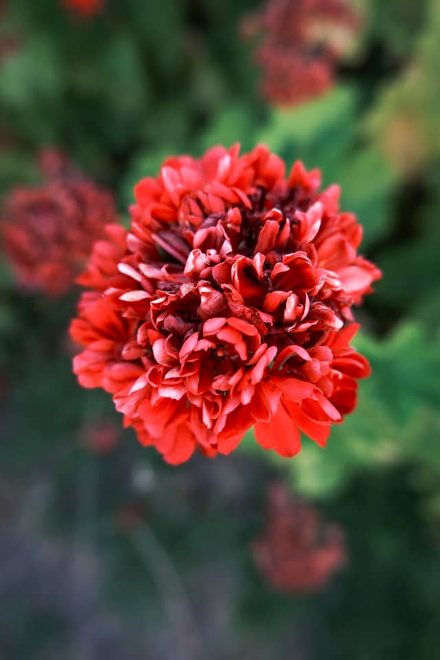 Monchique Garden Flora - Image 1