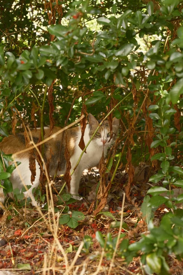 Garden Cat of Loures - Image 1