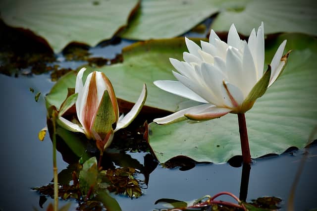 Lowcountry Water Garden - Image 1