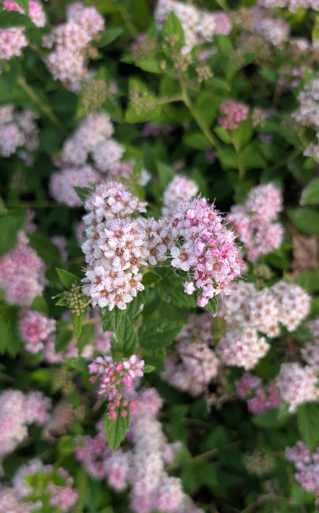 Victoria Library Gardens - Image 1