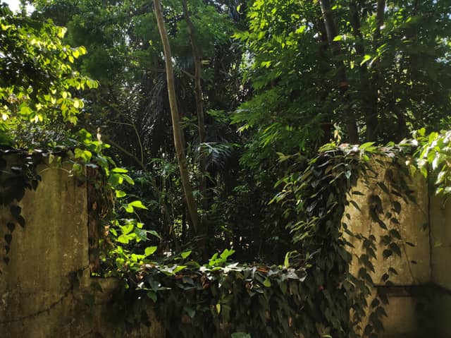Overgrown Urban Ruin in Semarang - Image 1
