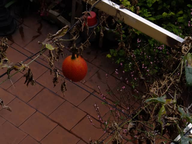 Gac Fruit Garden in Ha Long - Image 1