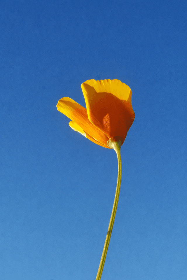 Hualpén Garden Bloom - Image 1