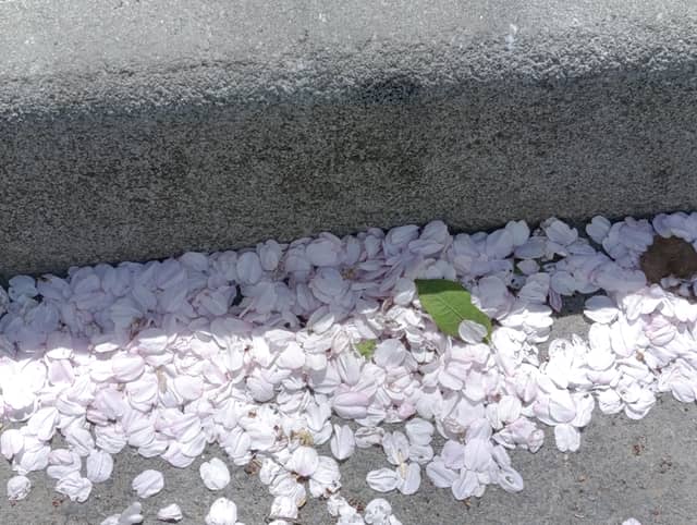 Zhigura Street Spring Blossoms - Image 1