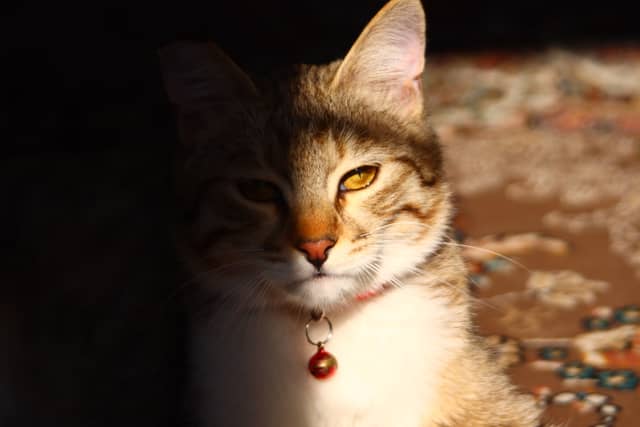 Sunlit Cat Portrait in Fardis - Image 1