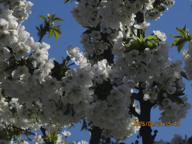 Kayaş Spring Blossoms - Image 1