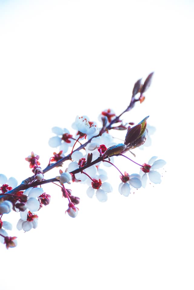 Le Mont-sur-Lausanne Spring Blossoms - Image 1