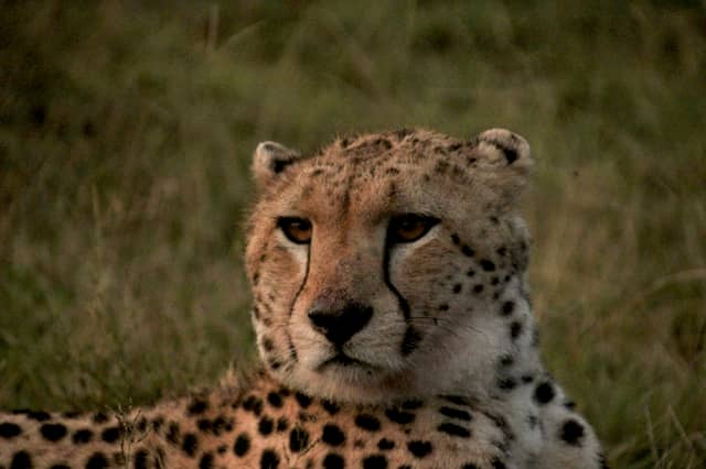 Serengeti National Park - Image 1