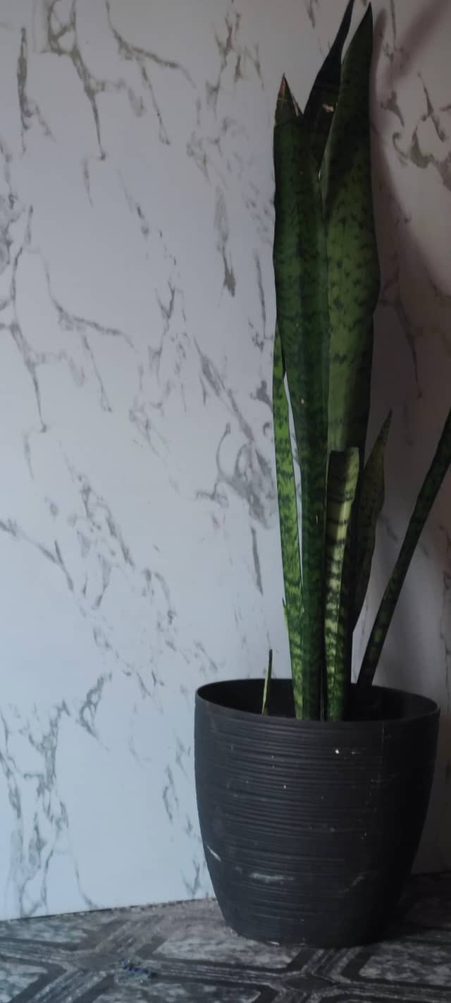 Guayaquil Interior Plant Detail - Image 1