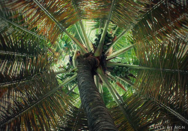 BTM Layout Palm Canopy - Image 1