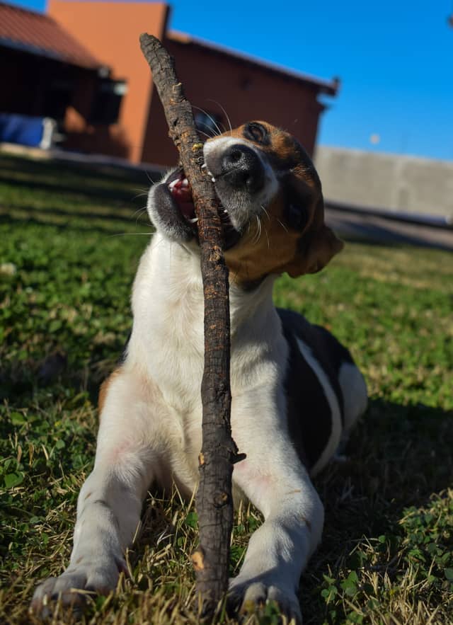 Maipú Garden Pet Spot - Image 1