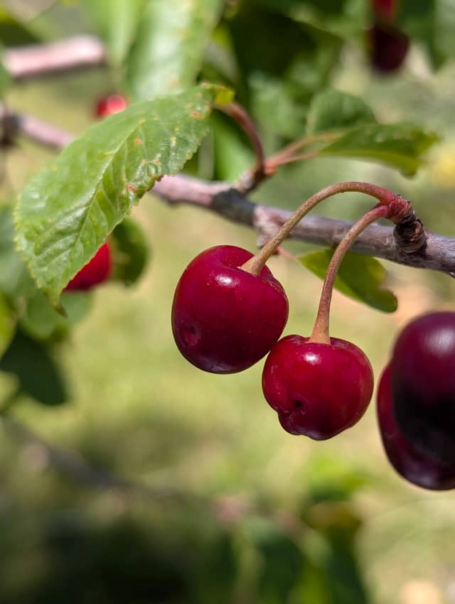 Apple Valley Cherry Orchard - Image 1