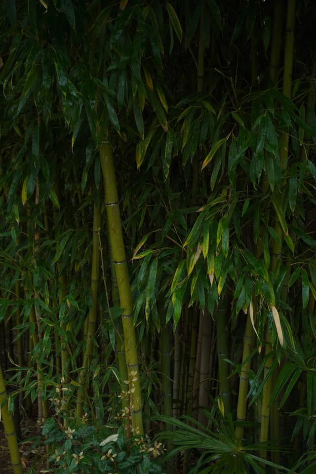 Sochi Arboretum Bamboo Grove - Image 1