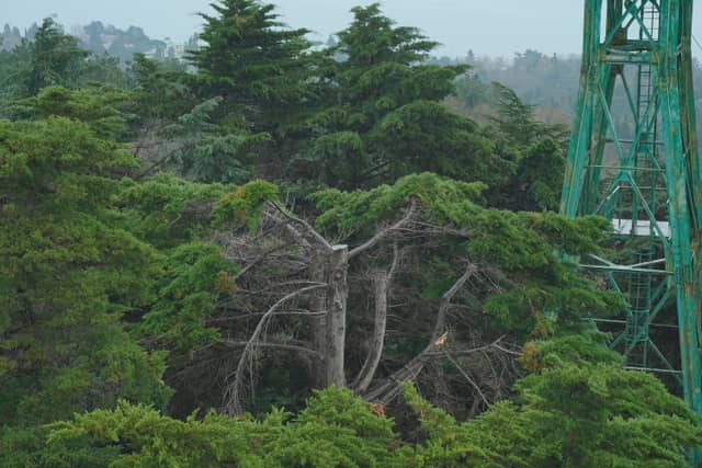 Sochi Arboretum Cable Car View - Image 1