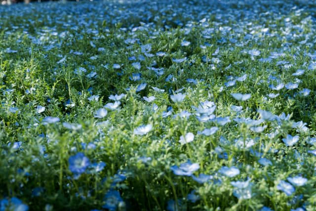 Showa Kinen Park Nemophila Field - Image 1