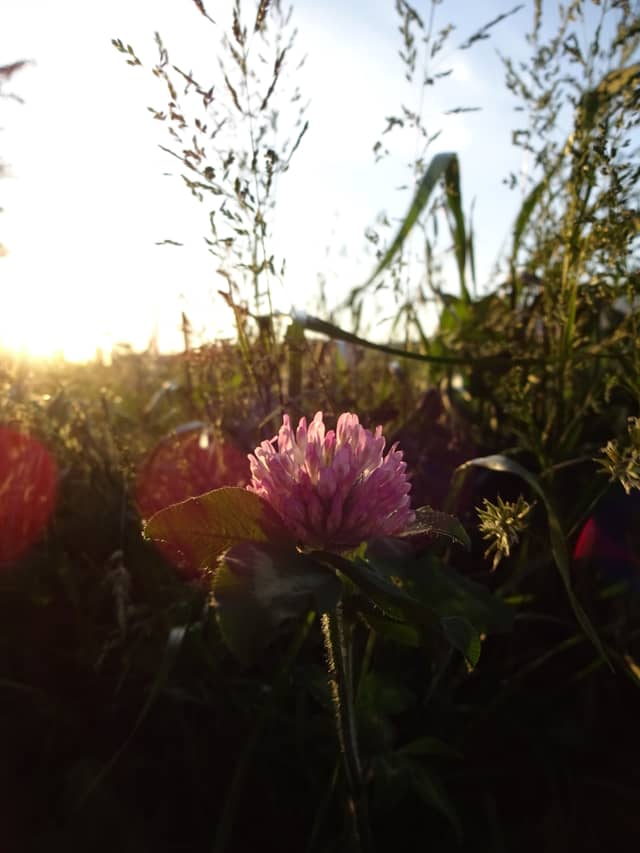 Higashifukai Wildflower Field - Image 1