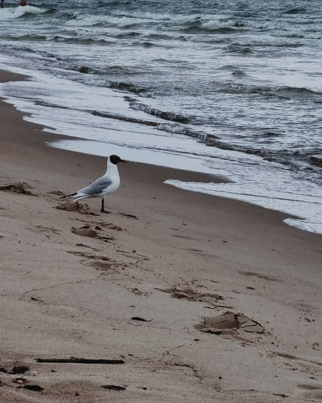 Palanga Beach - Image 1