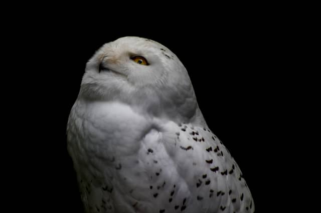 ZooParc de Beauval - Image 1