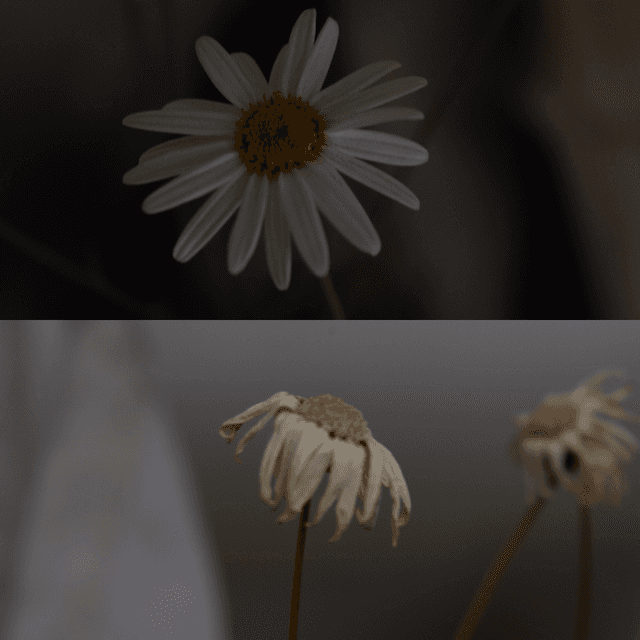 Al Montaza Garden Flora - Image 1