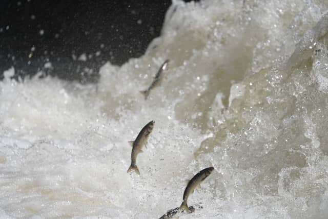 Erciş Pearl Mullet Migration - Image 1