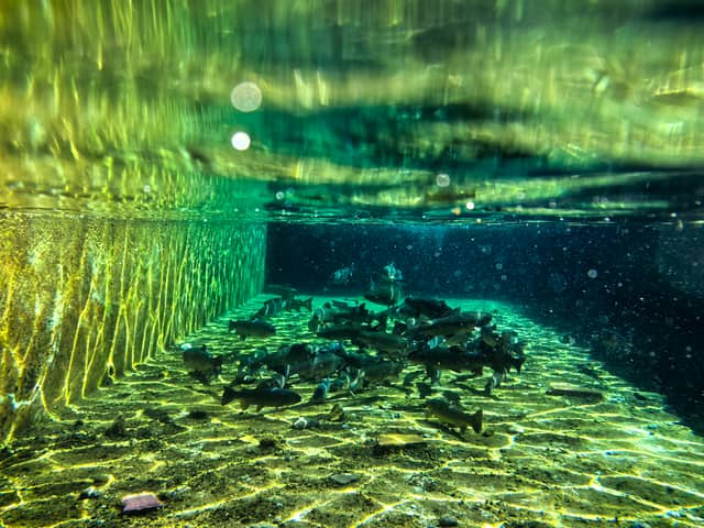 Tatvan Underwater Fish Pond - Image 1