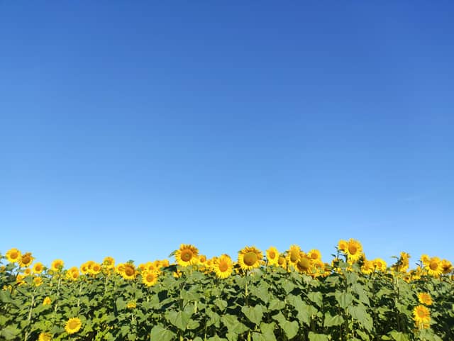 Sunflower Fields of Escacena del Campo - Image 1