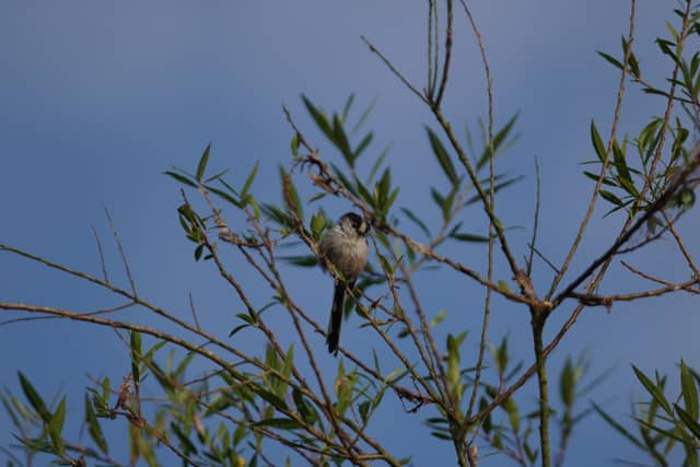 Lac de Grand-Lieu Nature Reserve - Image 1