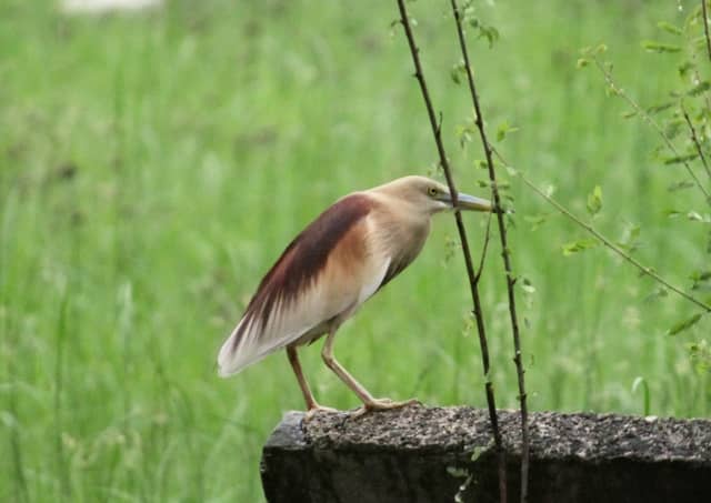 Indian Pond Heron in Srikakulam Wetlands - Image 1