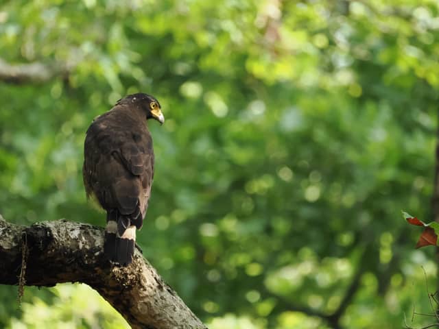Greater Noida Green Belt Wildlife - Image 1