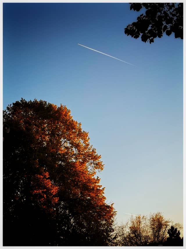 Autumn Canopy in České Budějovice - Image 1