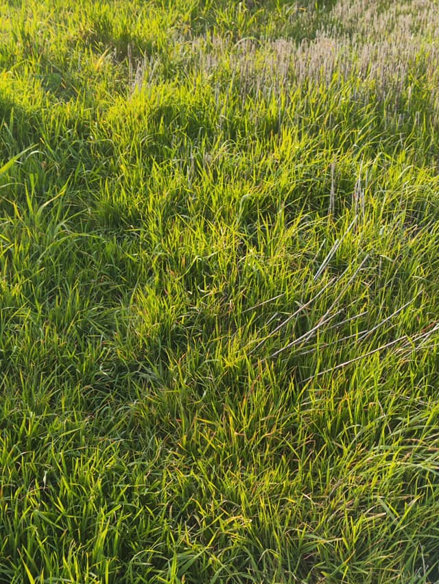 Lantarón Countryside Meadows - Image 1