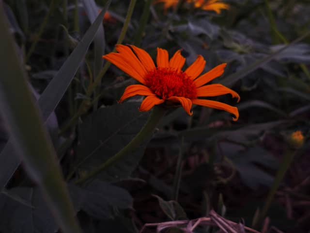 Santo Antônio do Jacinto Flora - Image 1