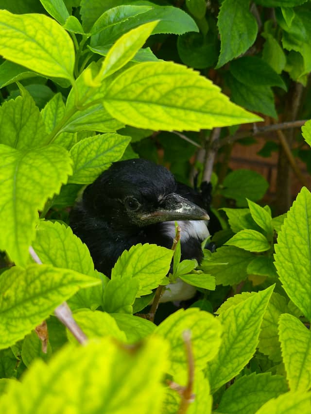 Idaho Falls Garden Wildlife - Image 1